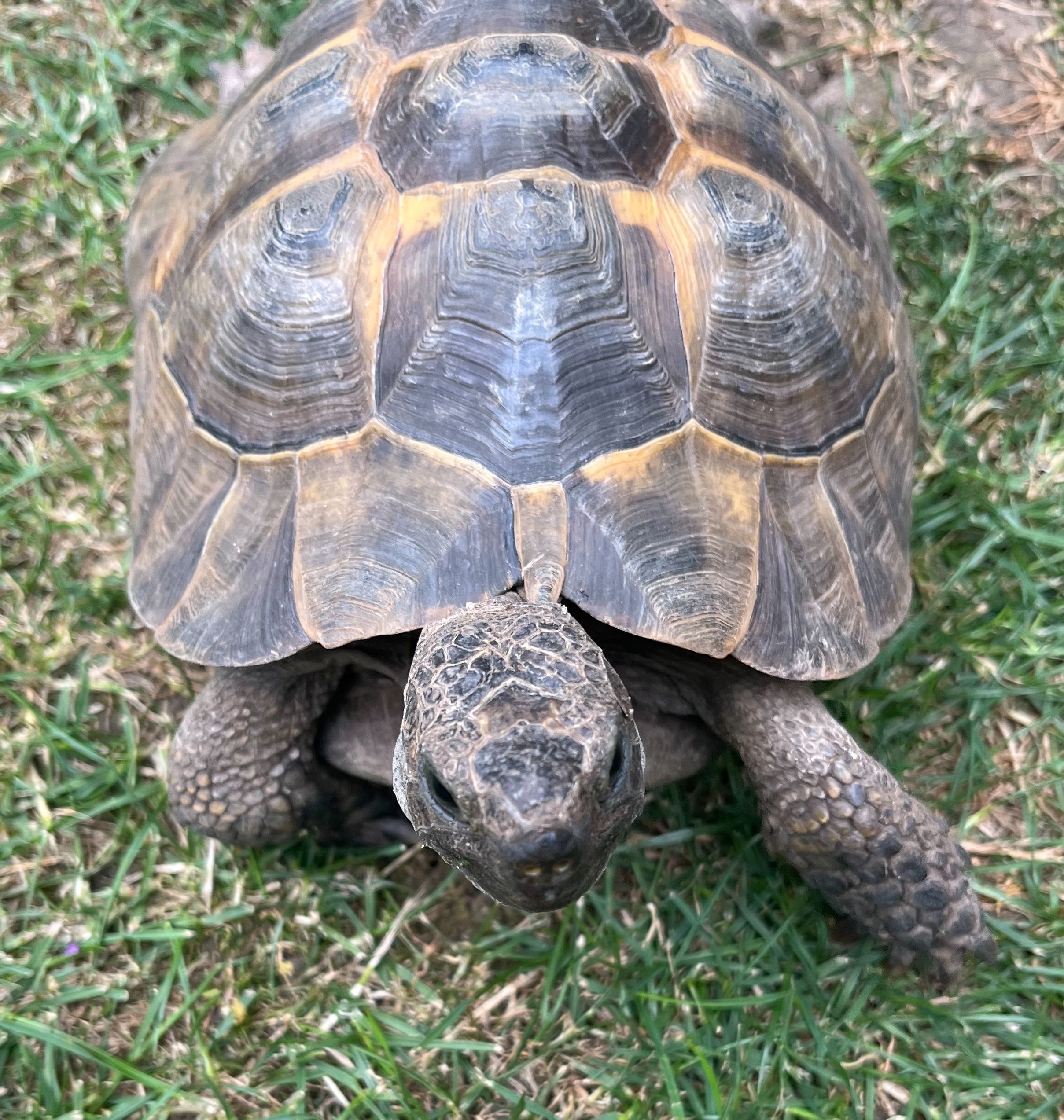 Tortoises Available For Rehoming - Tortoise Protection Group