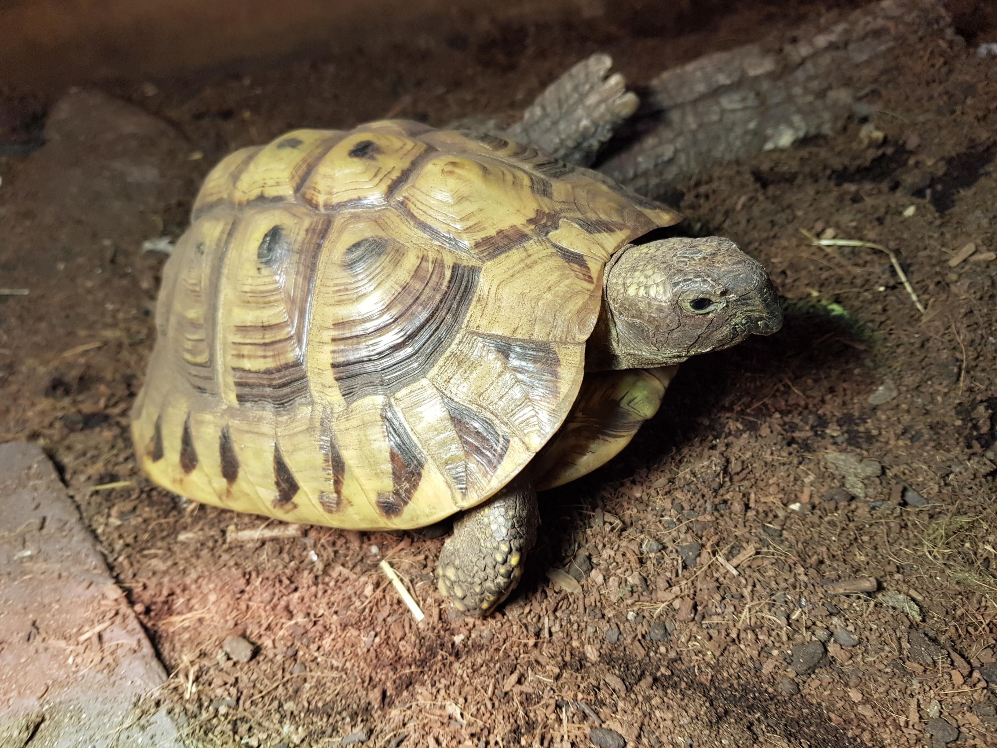 Tortoises Available For Rehoming - Tortoise Protection Group