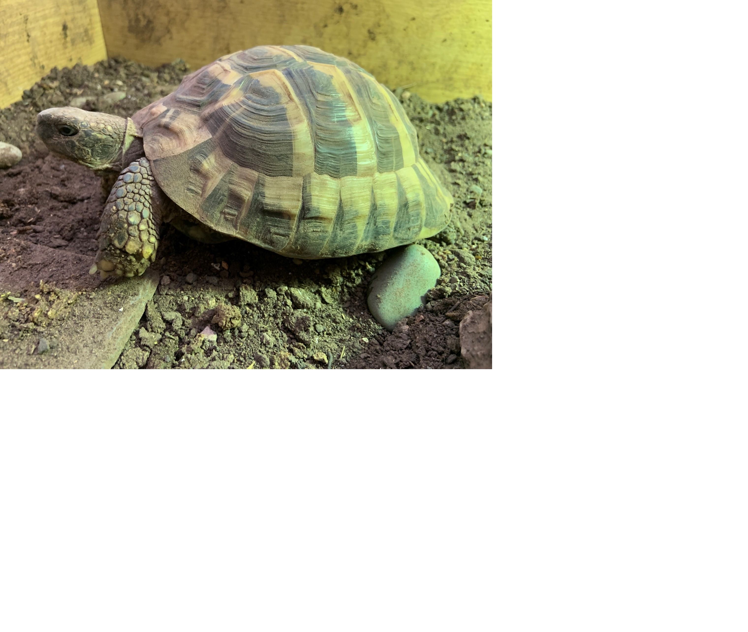 Tortoises Available For Rehoming - Tortoise Protection Group