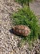 REHOMED..Hingeback Tortoise - Female - appx 7 years Old (Rosie)