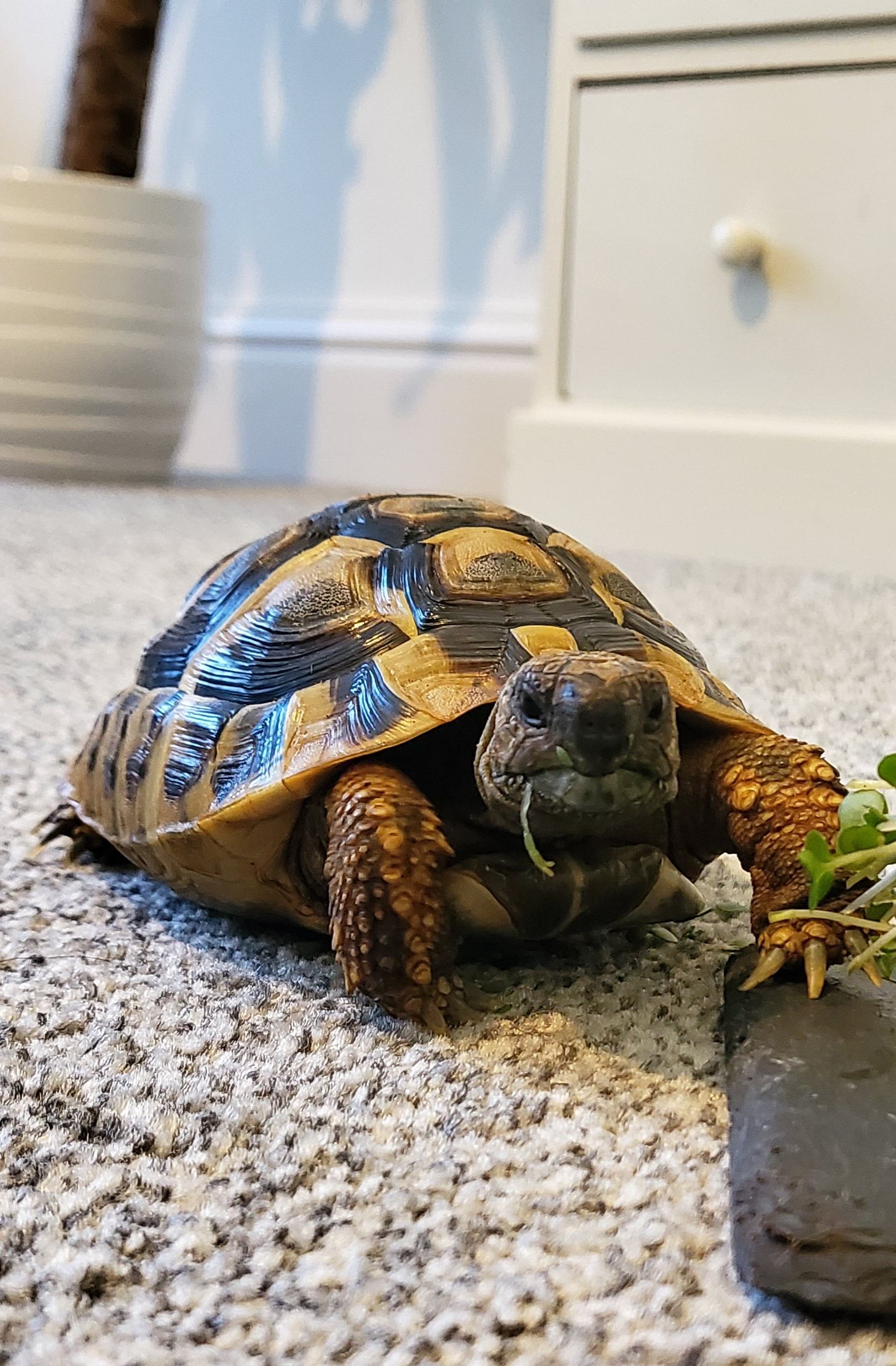 Tortoises Available For Rehoming - Tortoise Protection Group