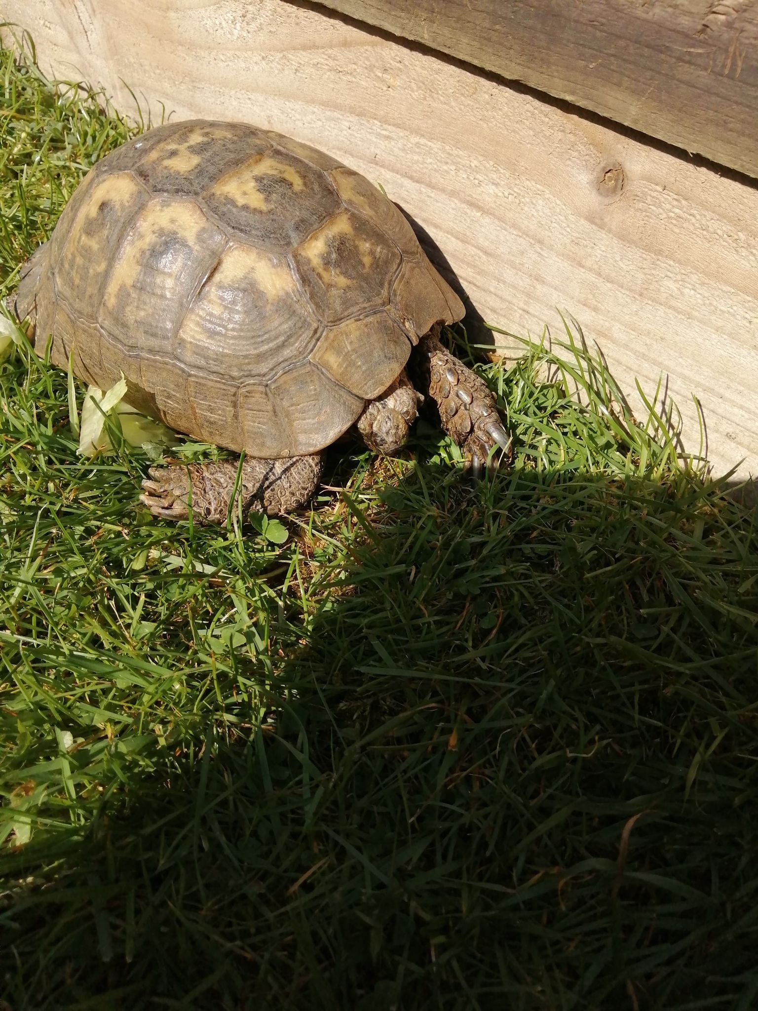 Tortoises Available For Rehoming - Tortoise Protection Group