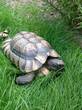 REHOMED!!!!!!! - Marginated Tortoise : Female - Mature (Mollie Belle-Rose)