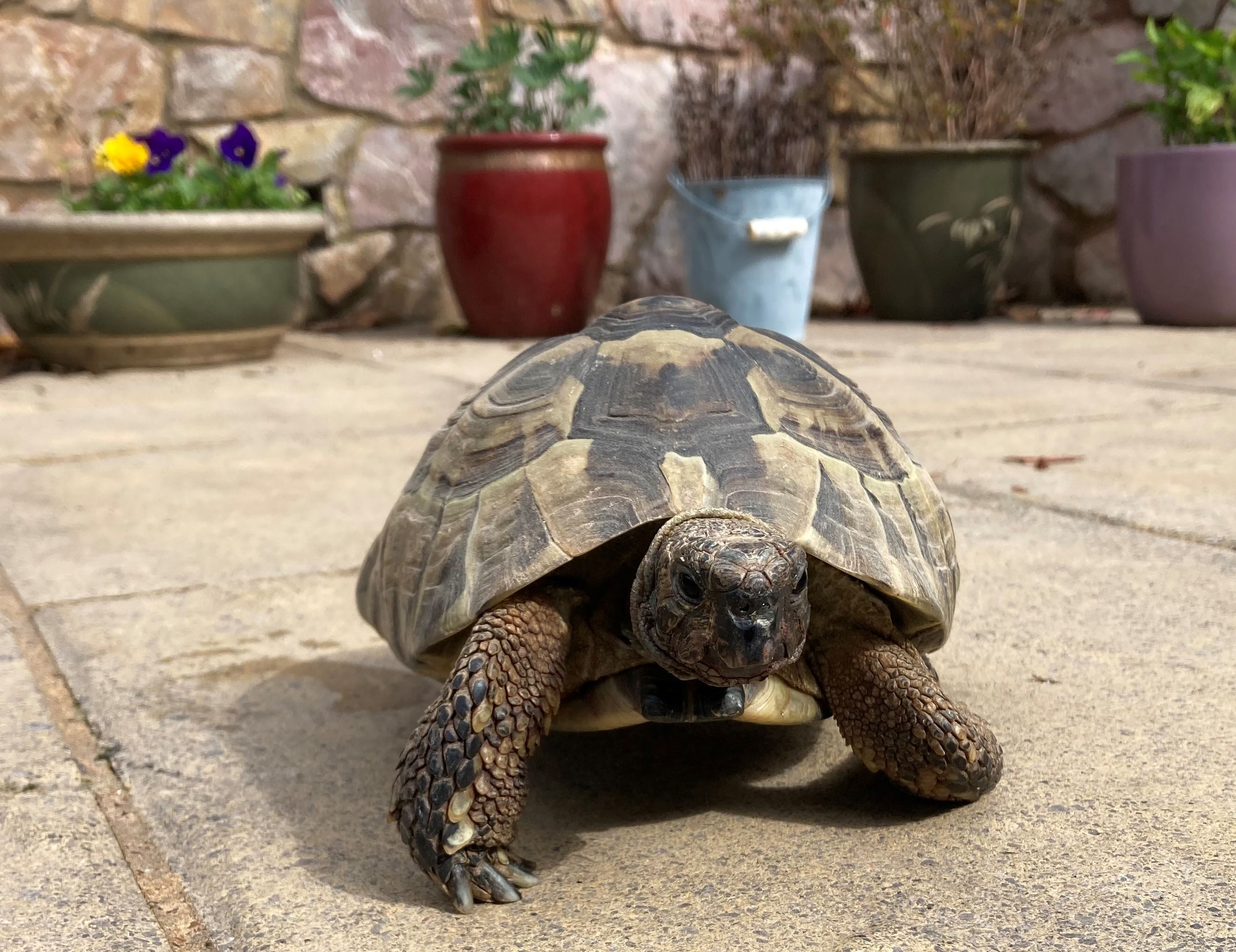 Tortoises Available For Rehoming - Tortoise Protection Group