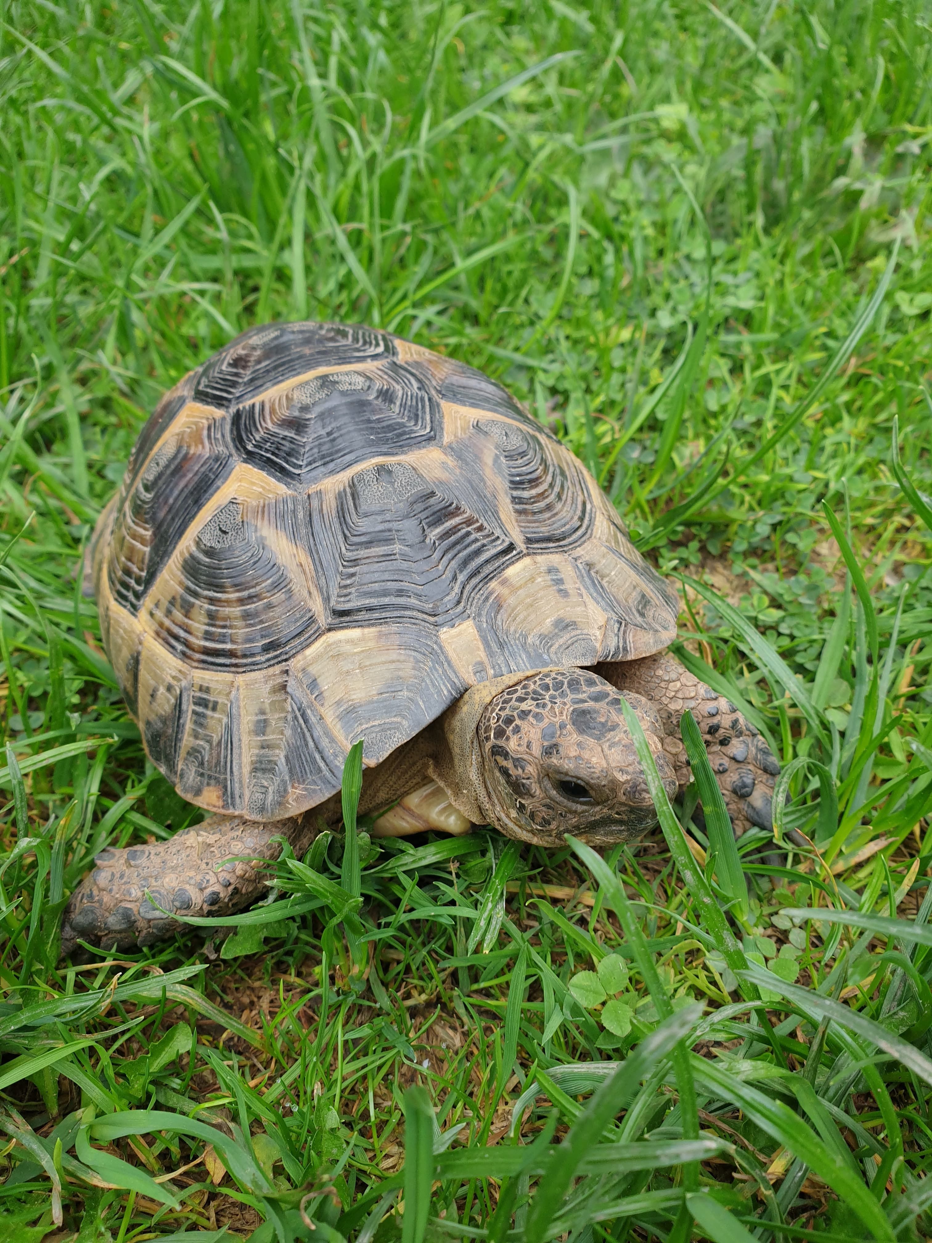 Tortoises Available For Rehoming - Tortoise Protection Group