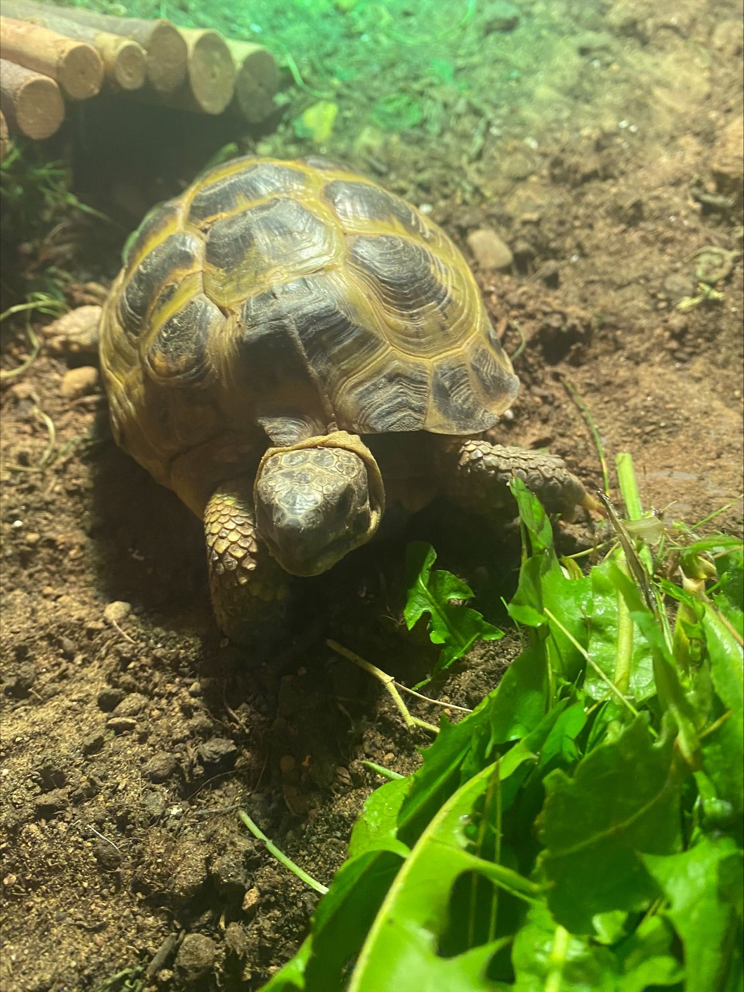 Tortoises Available For Rehoming - Tortoise Protection Group