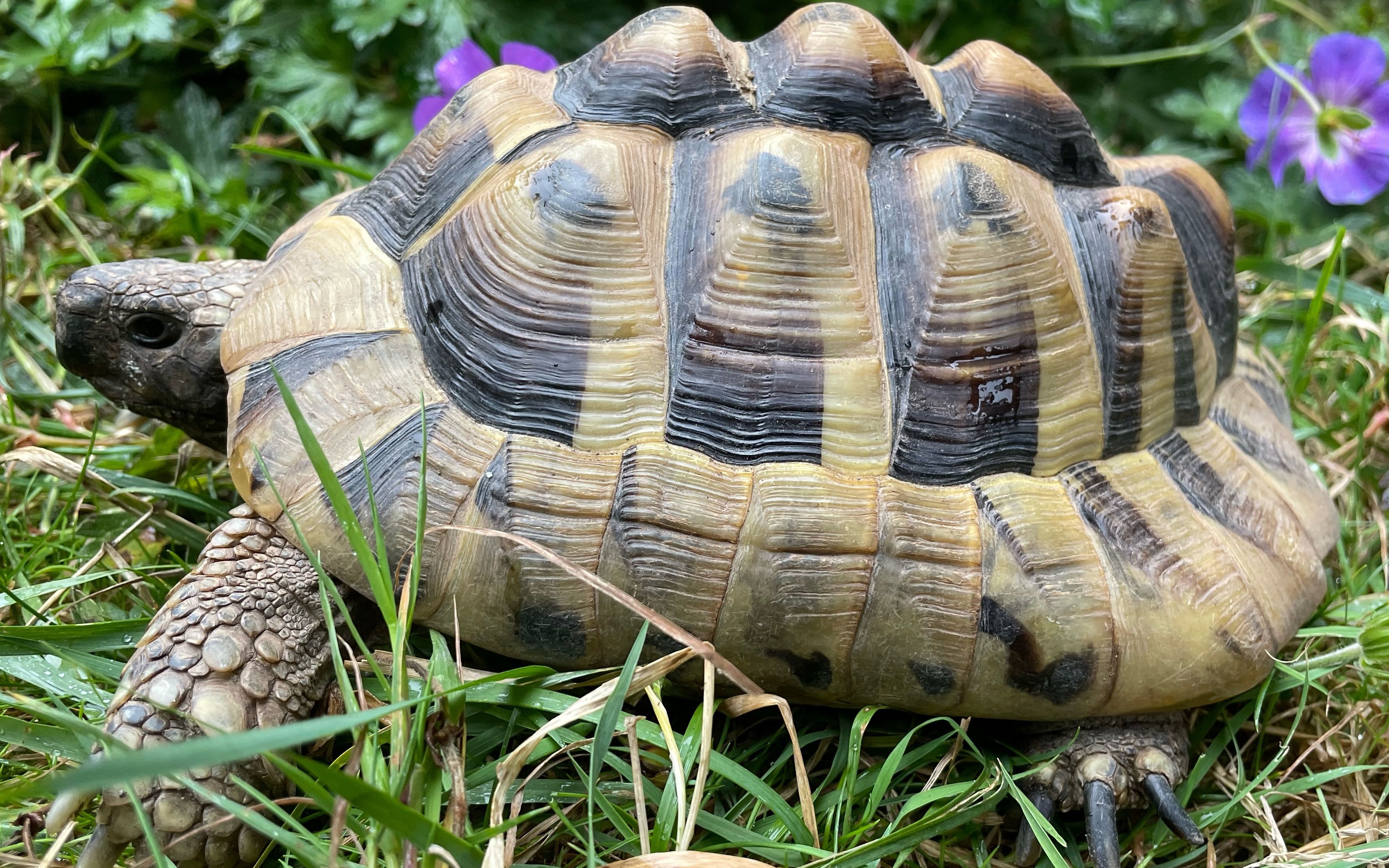 Tortoises Available For Rehoming - Tortoise Protection Group