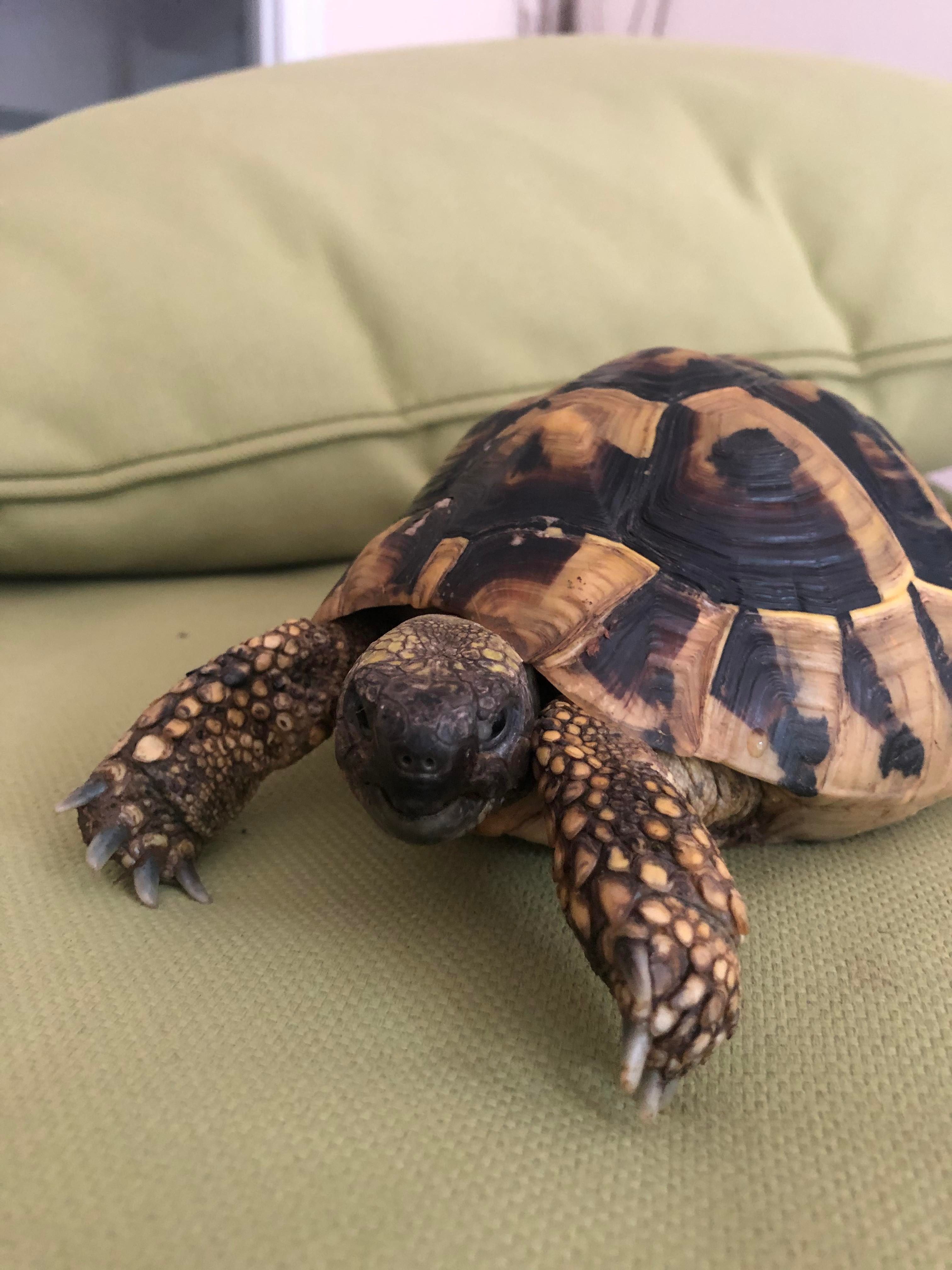 Tortoises Available For Rehoming - Tortoise Protection Group