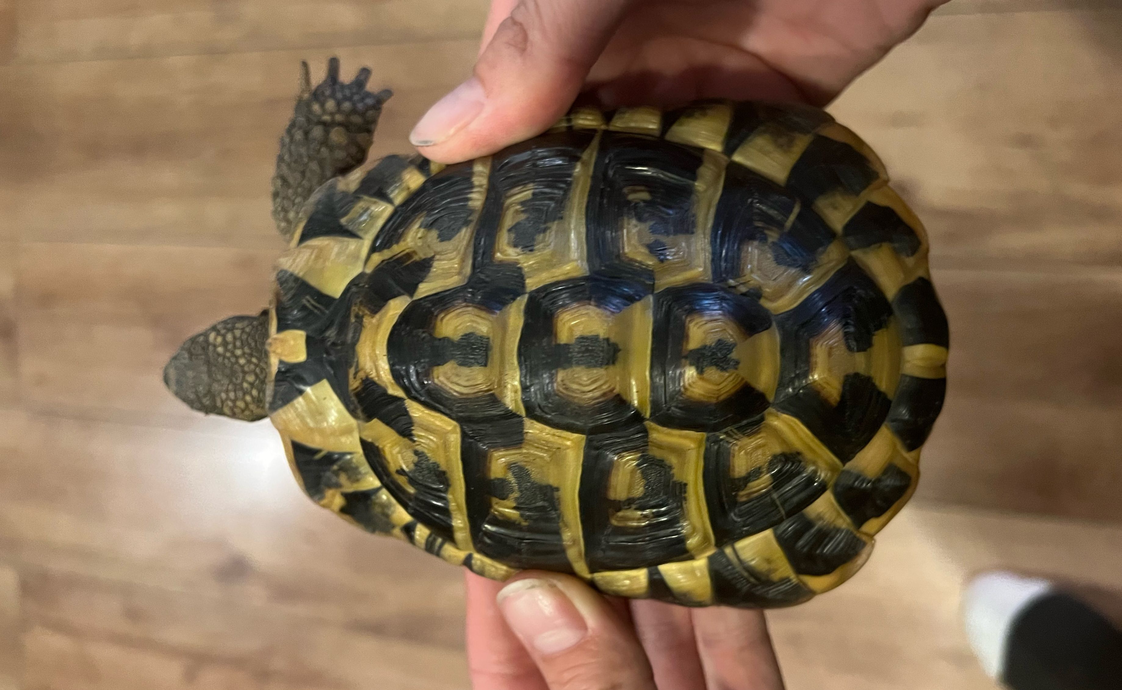 Tortoises Available For Rehoming - Tortoise Protection Group