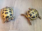 REHOMED!! - Horsfields x 2 : Male & Female - appx 8 years old (Pine & Tortie)