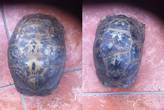 REHOMED!! - Spur-Thighed Tortoises (TGG) x 2 : Female - Adult (Freda & Tortie)