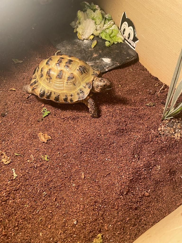 Tortoises Available For Rehoming - Tortoise Protection Group