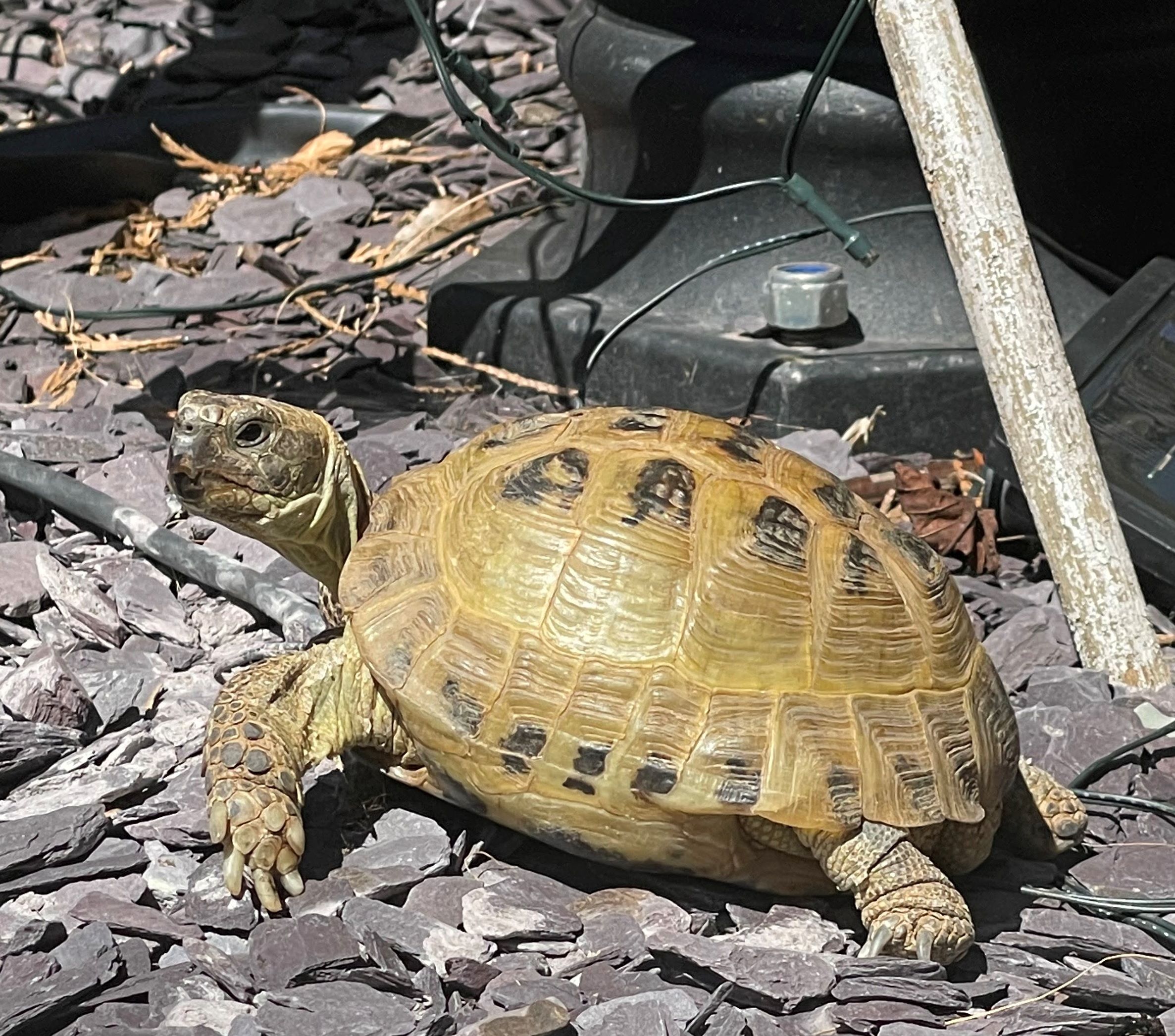 Tortoises Available For Rehoming - Tortoise Protection Group