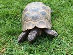 REHOMED!!! - Spur-Thighed Tortoise : Male - Mature (George)