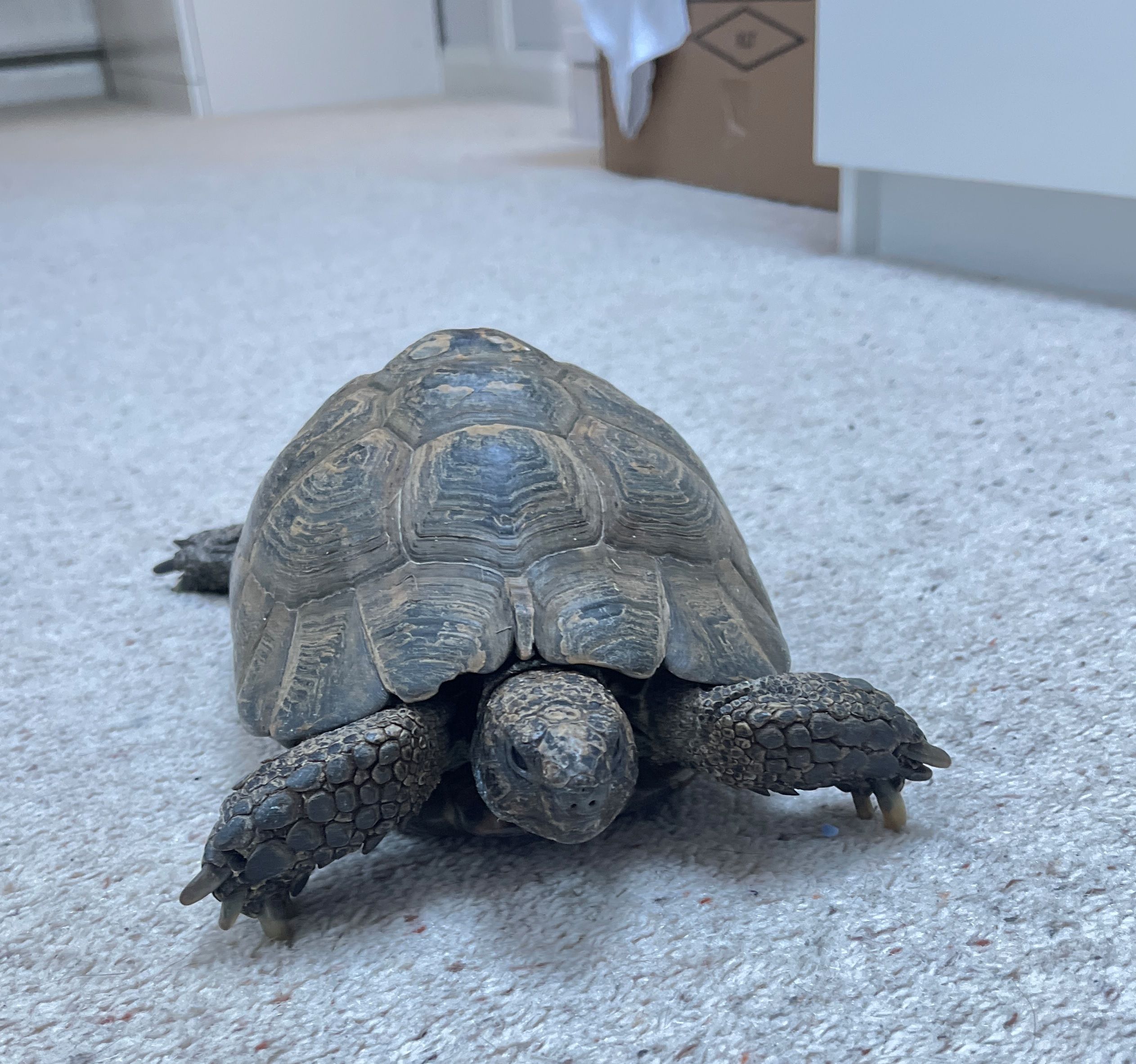 Tortoises Available For Rehoming - Tortoise Protection Group