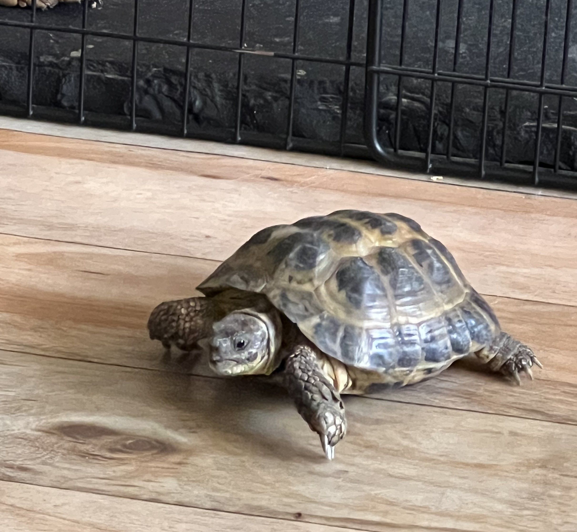 Tortoises Available For Rehoming - Tortoise Protection Group