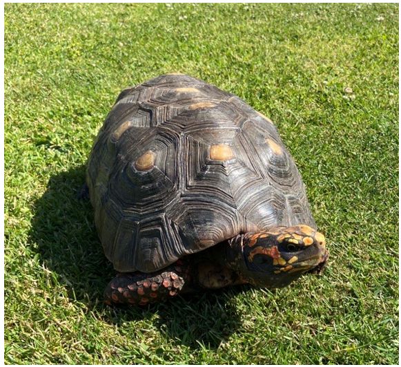 Tortoises Available For Rehoming - Tortoise Protection Group