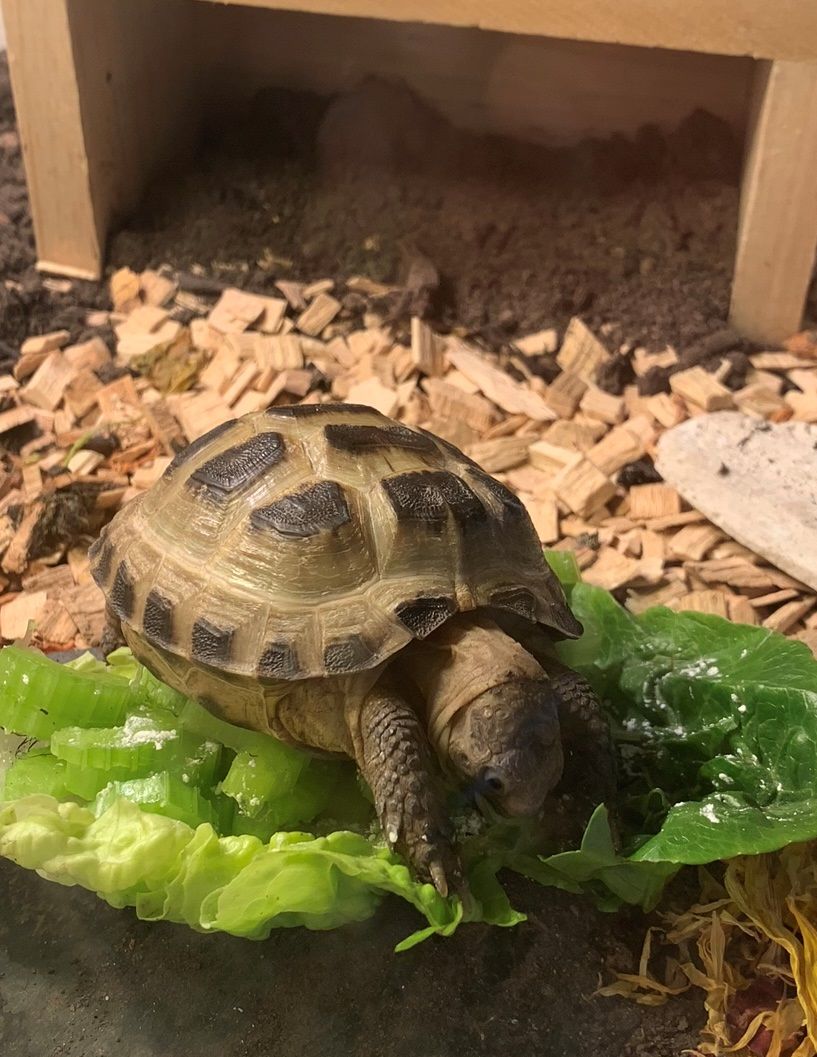 Tortoises Available For Rehoming - Tortoise Protection Group