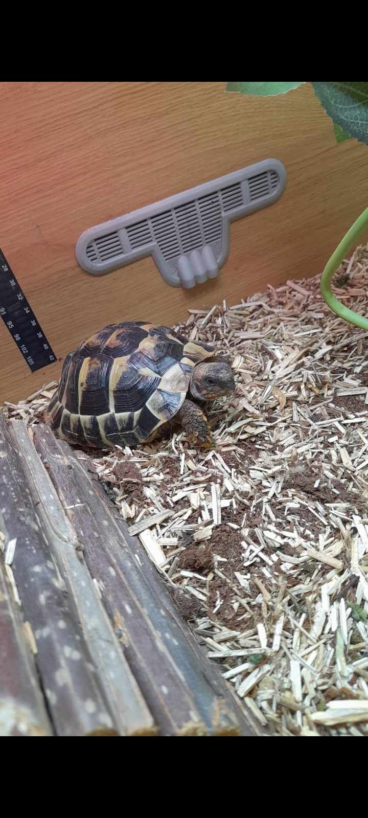 Tortoises Available For Rehoming - Tortoise Protection Group