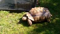 Rehomed...Sulcata Male-Adult (Tommy)