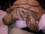 REHOMED! Sulcata Female - approx 16 years old (Tortessa)