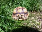 Rehomed.....Sulcata : Female approx 7/8 years old (Matilda)