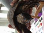 REHOMED...Spur Thighed Female TGG - approx 70+ (Zippy)