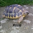 REHOMED............Hermanns (THH) : Male - 2-3 years old (Rosie)