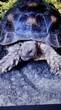 Rehomed...Sulcata : Unknown approx 3 years old (Charlie)