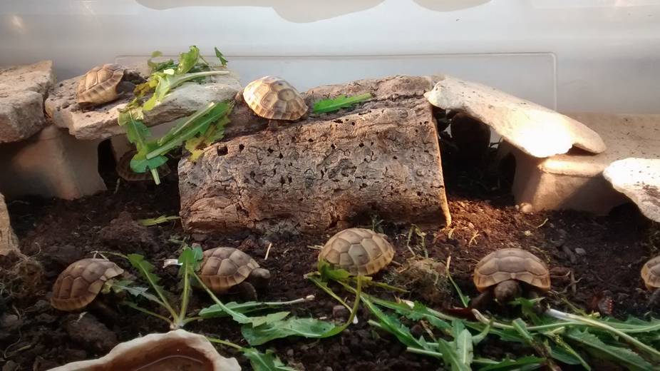 Genuine UK Captive Bred Tortoises for Sale - Tortoise Protection Group