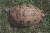 REHOMED! - Spur-Thighed Tortoise (TGG) : Female (Dolly)