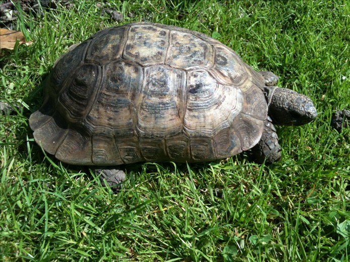 Tortoises Available For Rehoming - Tortoise Protection Group